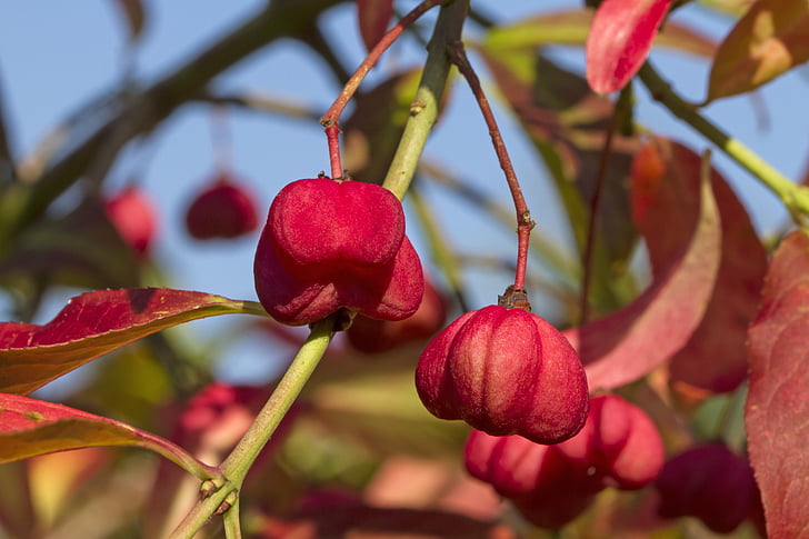 spindle, euonymus europaeus, pfaff copings, priest cape perl, spill tree, spindle tree, fortunei