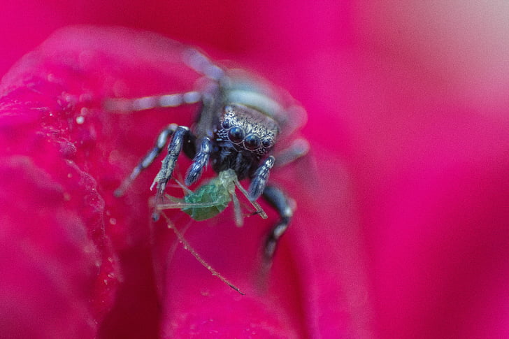 arachnid, bright, closeup, color, dew, flower, hunting