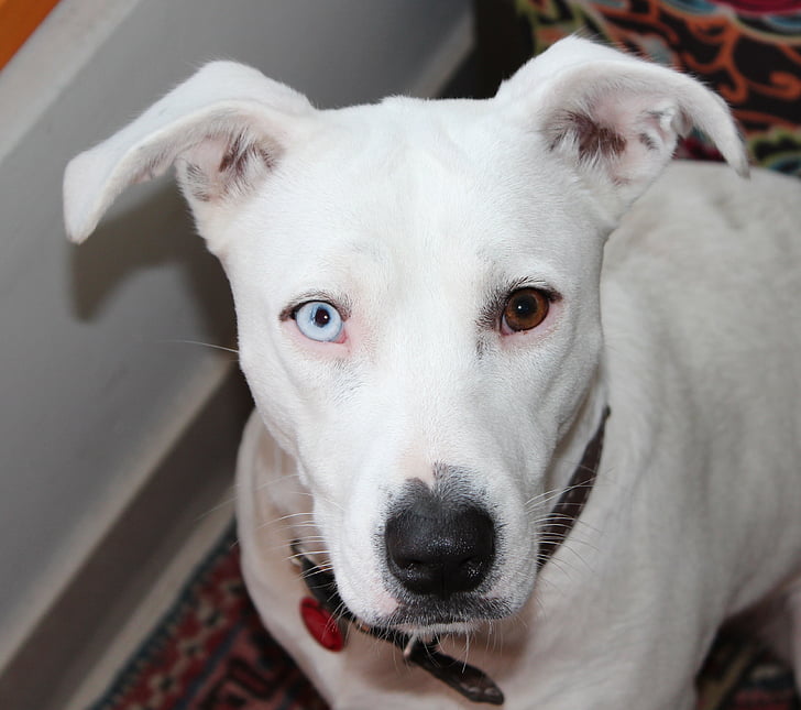 heterochromia, куче, бяло, Pittbull, Ирис heterochromia