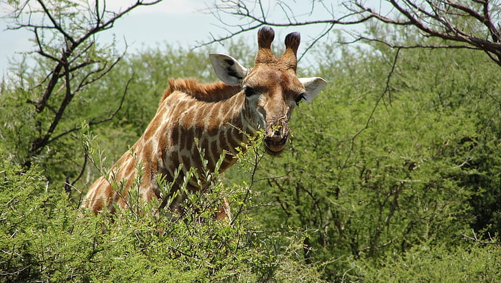 Dél-Afrika, Madikwe, tartalék, zsiráf, állat, vadon élő állatok