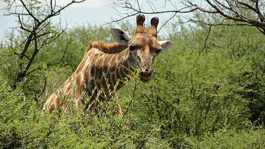 Jihoafrická republika, Madikwe, rezervovat, žirafa, zvíře, volně žijící zvířata