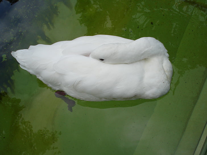 swan, sleeping, nature, animal, animal world
