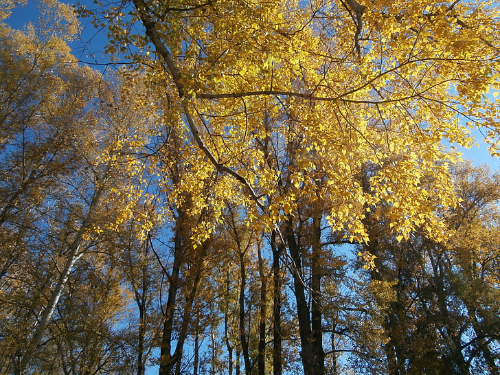 Есен, дървета, природата, разходка, пейзаж, есента Бийч, листа