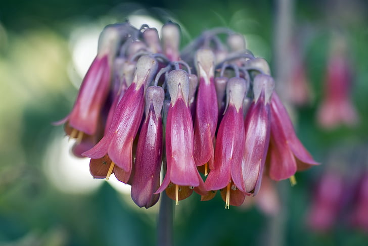 kalanchoe-x-houghtonii, mother of millions, bryophyllum delagoense, kalanchoe delagoensis, pink, trumpet, flowers