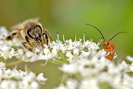 bug-ul, albine, macro, insecte, până aproape, natura