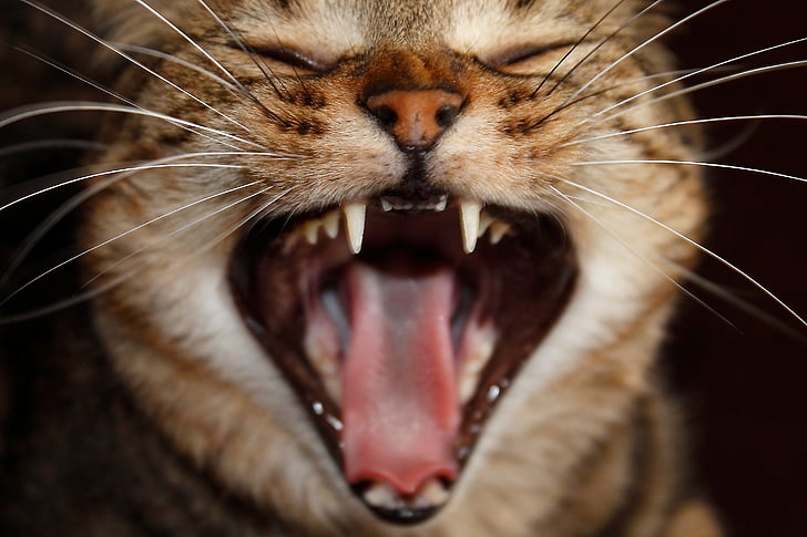 kucing, kemarahan, tertawa, kucing kemarahan, chatting, hewan, Mamalia