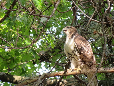uccello, Hawk, ampio falco alato, animale della fauna selvatica, un animale, animali allo stato brado, animali-i temi