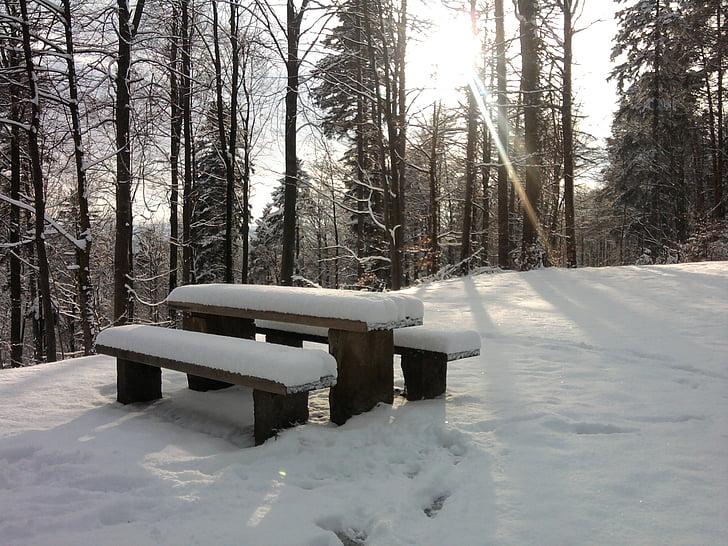 neu, Banc, pícnic, bosc, l'hivern, arbres, natura
