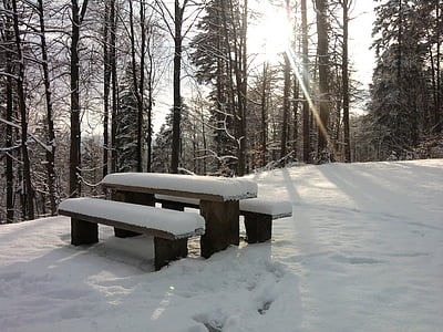 hó, Bank, piknik, erdő, téli, fák, természet