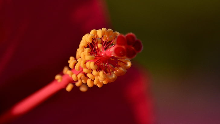 bloemen, rood, micro, Hibiscus