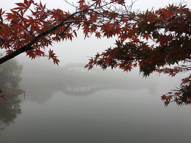 красные листья, туман, озеро