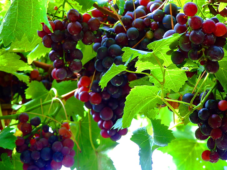 vine, south tyrol, blue grape, grapevine, italy, vineyards, wine