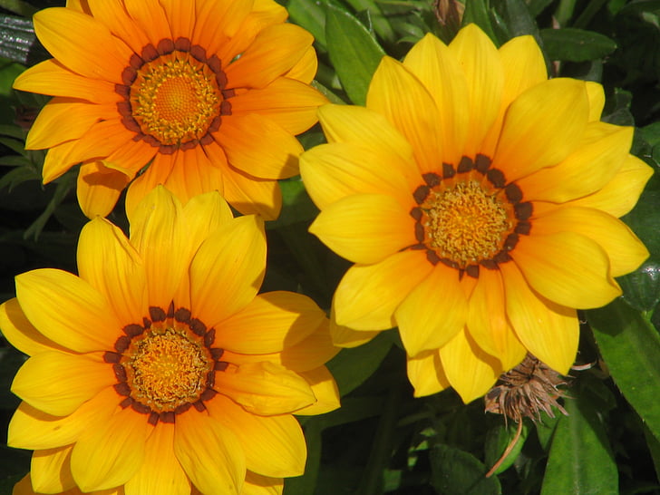 flowers, nature, plant, flowering, vegetation, yellow, sunflower