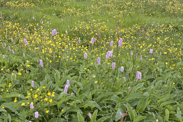 Prado de verão, knotweed, flores, colorido, misto, Vosges, Prado