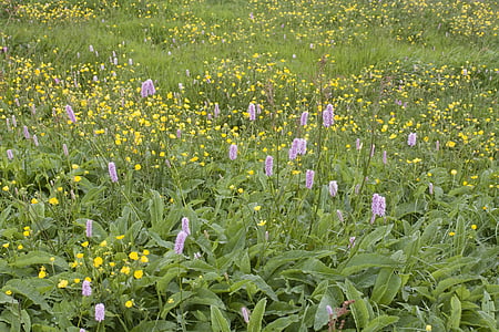 Letná lúka, Krídlatka, kvety, farebné, zmiešané, Vosges, lúka