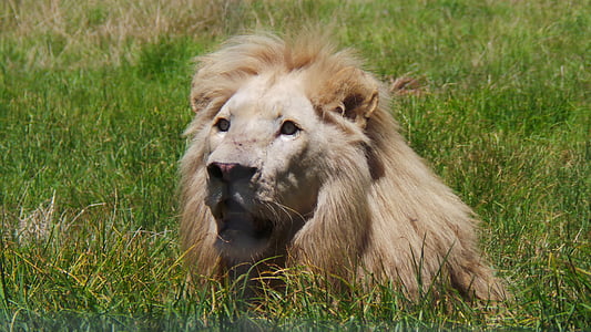 Leu mascul, Africa, periculoase, animale, prădător, joc, Safari