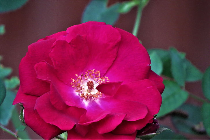 สีแดง, กุหลาบ, ดอก, สวน, มีสีสัน