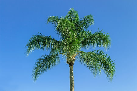 Royal palm, roślina tropikalna, palmy, Karaiby