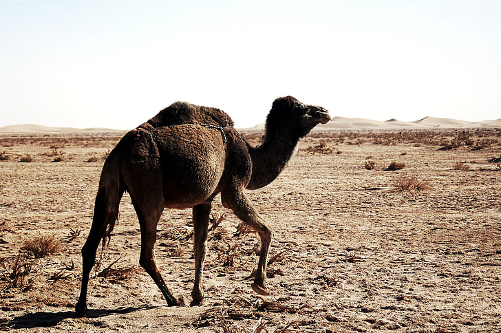 Marokko, Afrikka, Desert, marroc, Sand, Soledad, (eläintiede) Dromedaari