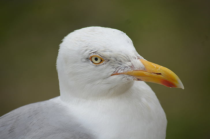 gull, bird's eye, beak, look, feathers, ornithology, wild