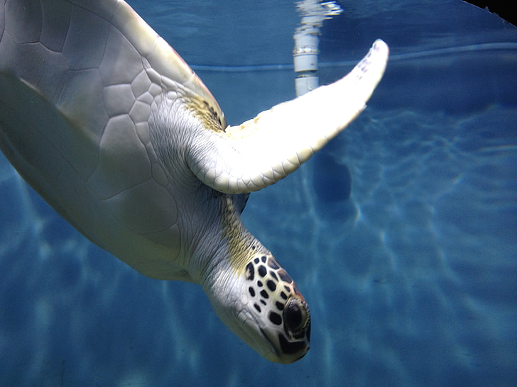kura-kura laut, dunia laut, perjalanan, laut, alam, bawah air