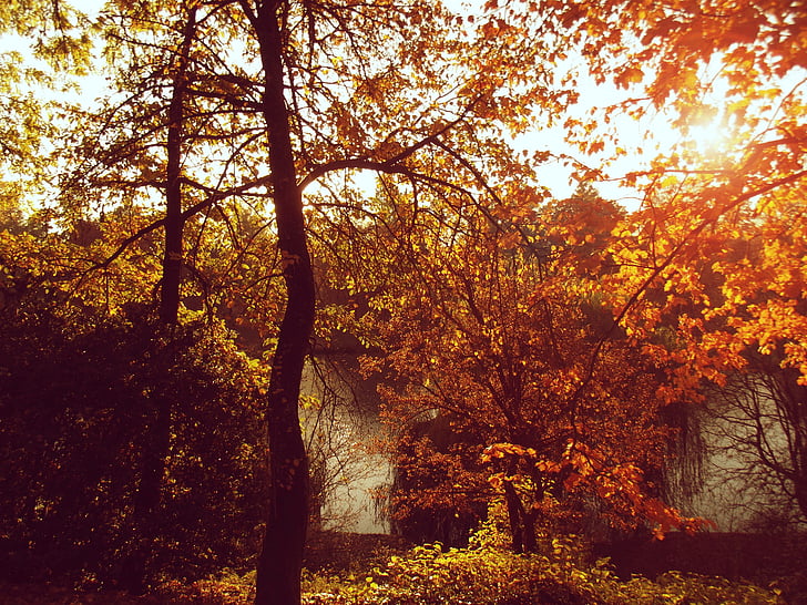 podzim, slunce, Příroda, krajina, barvy, závod, strom