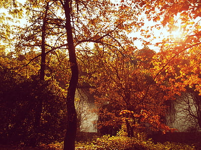 herfst, zon, natuur, landschap, kleuren, plant, boom