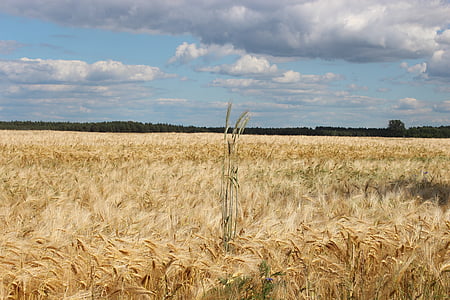 поле, пшеница, зърнени култури, Спайк, реколта, селски, небе