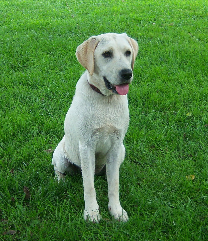 Labradoras, šuo, šeima, naminių gyvūnėlių, balta, grynas, veislės