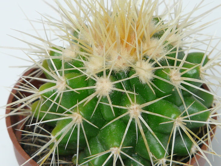 Gullkulen kaktus, kaktus, echinocactus grusonii, kaktus drivhus, echinocactus, stående, stikkende