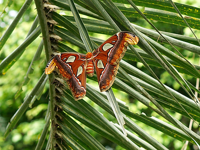 nachtvlinder, vlinder, Atlas-spinner, grote, de grootste vlinder, insect, vliegen