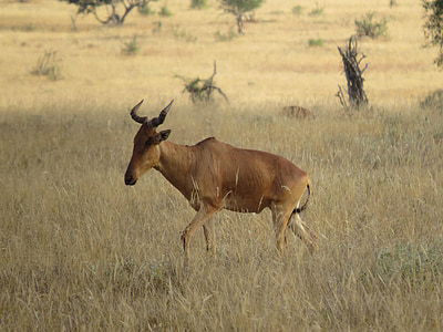 antilopė, Afrika, žinduolis, Laukiniai gyvūnai, Gamta, gyvūnų, laukinių