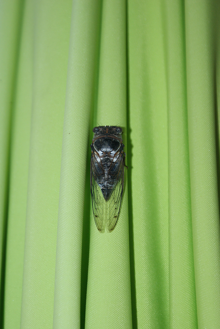 cicada, parasoll, grønn, kveld, Toulon