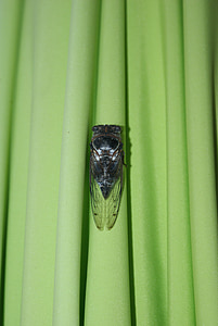 cicada, parasol, green, evening, toulon