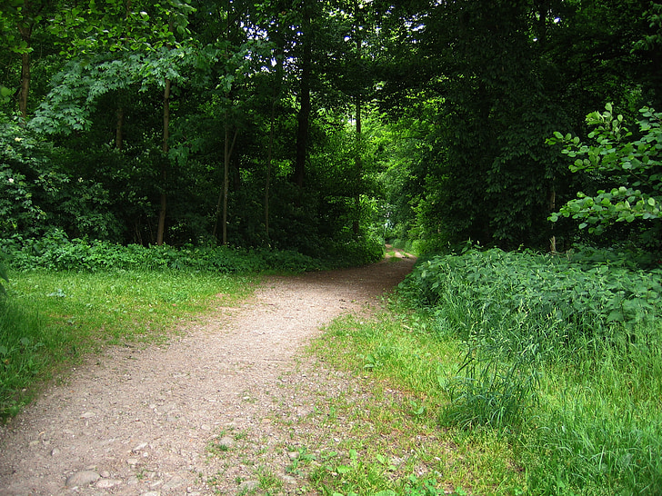 away, forest, forest path, glade, direction, bushes, trees