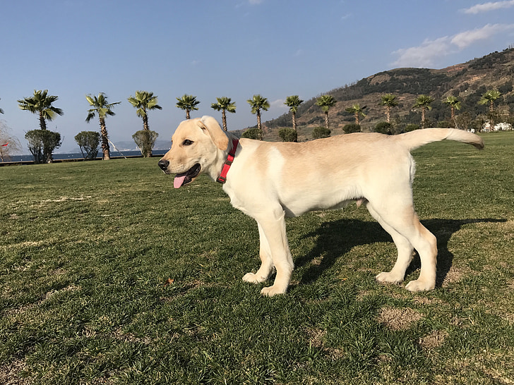 Labrador, koer, väljas lemmikloomad