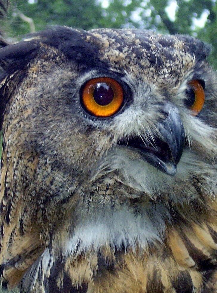 owl, eyes, beak, feather, expression, bird, forest