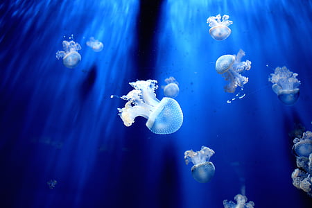 kwallen, Aquarium, blauw, water, Oceaan, onderwater, diep
