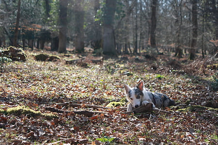 Collie, hond, schattig, bos, New forest, Hampshire, natuur