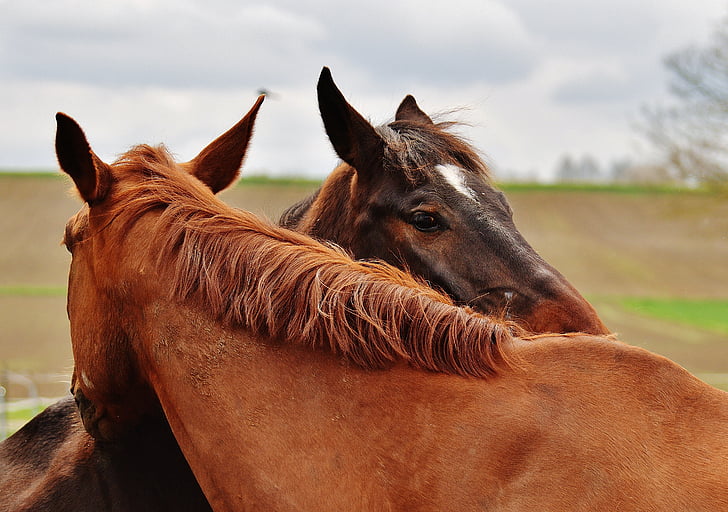 cavalls, harmonia, per a dos, món animal, dos, animals, natura