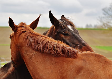 马, 和谐, 两个, 动物世界, 两个, 动物, 自然
