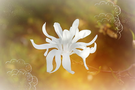 Magnolija, bijeli, cvijet, cvatu, magnoliengewaechs, rasvjeta