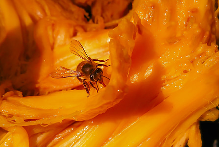 꿀 꿀벌, 꿀벌, 여 보, jackfruit, 과일, 잭, 노란색