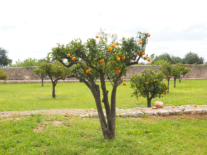 narancsfa, Orange grove, ültetvény, narancssárga fajták, fa, kis, bäumchen