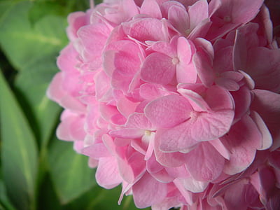 Hortensia, roosa, lilled, gerden, loodus