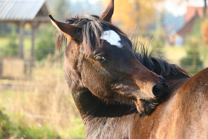 hest, brun, Thoroughbred arabiske, hest hoved, efterår, manke, græs