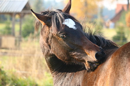 konj, smeđa, čistokrvni arapski, konjsku glavu, jesen, griva, pašnjak