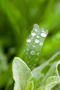weed, drop of water, macro photography, japan, wild grass, shining, light