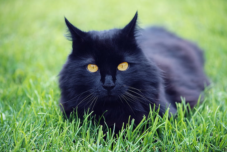 con mèo, động vật, động vật có vú, màu đen, thế giới động vật, sinh vật, vật nuôi