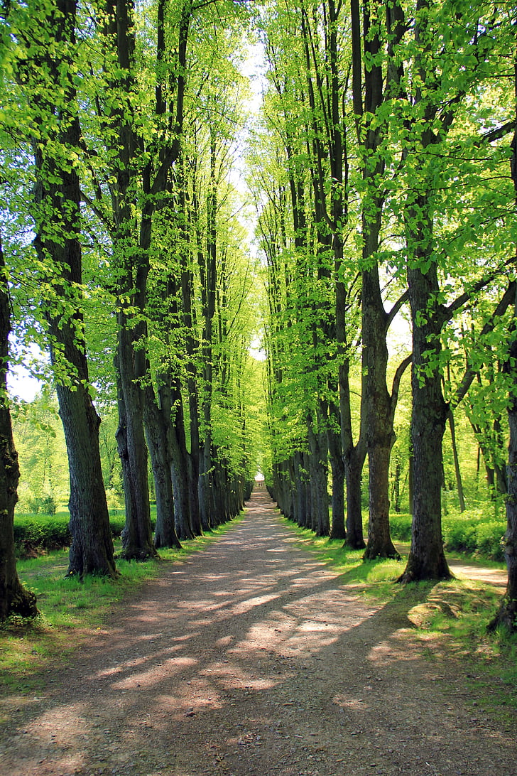 Avenue, copac, copaci, distanţă, drumul, natura, Bomberg